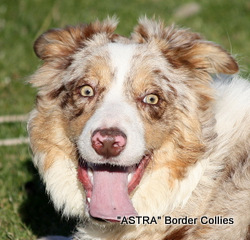 Astra Spice, Red merle Tricolour Border Collie